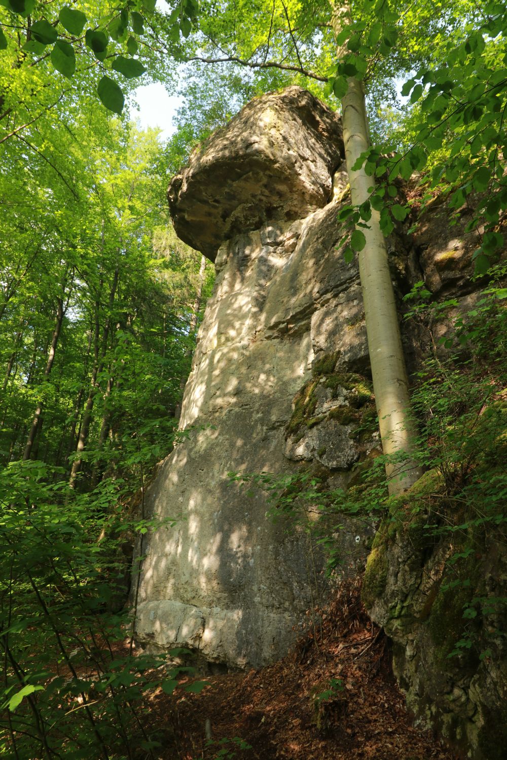 Der Steinpilz oberhalb von Waischenfeld