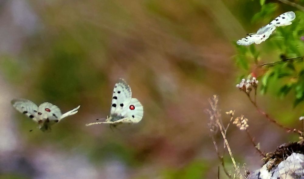 Ungewöhnlich viele Apollofalter fliegen derzeit durch das Kleinziegenfelder Tal (Bild: Edmund Abel)