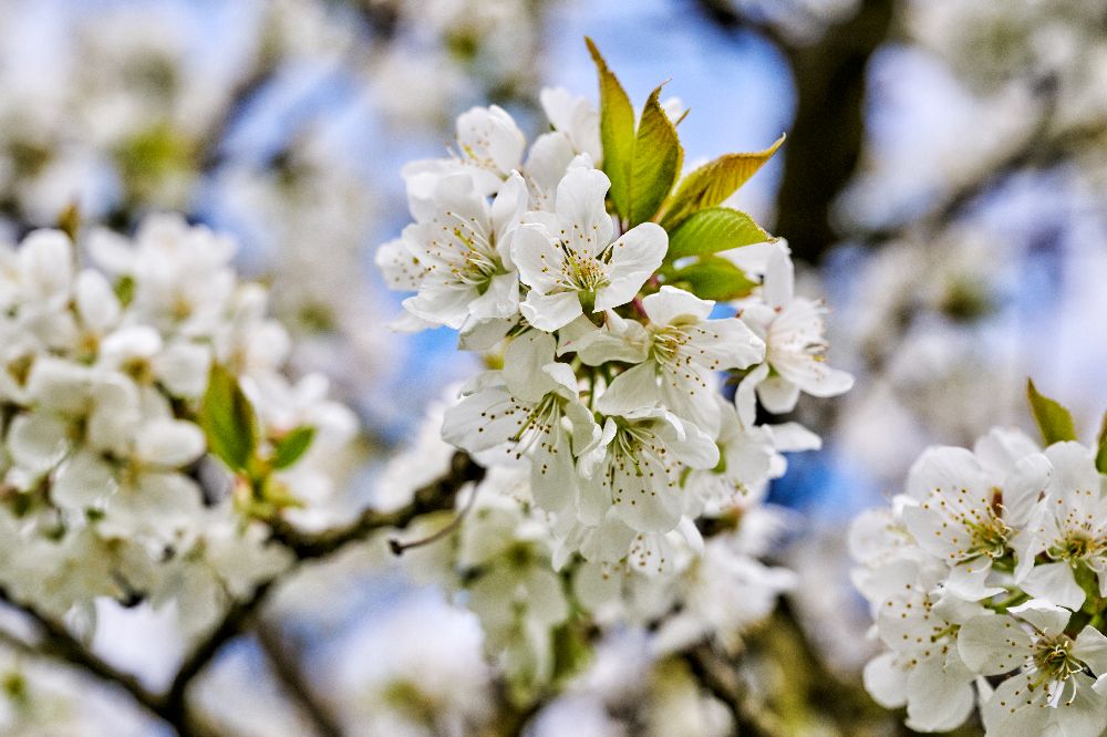 Die Kirschblüte in der Fränkischen Schweiz (Bild: TZ Fränkische Schweiz / Florian Trykowski)