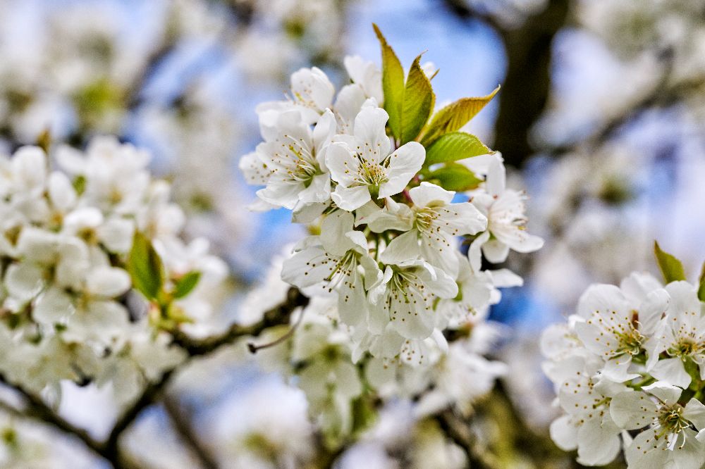 Die Kirschblüte in der Fränkischen Schweiz (Bild: TZ Fränkische Schweiz / Florian Trykowski)