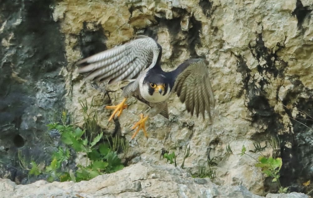 Wanderfalke im Anflug (Bild: Edmund Abel)