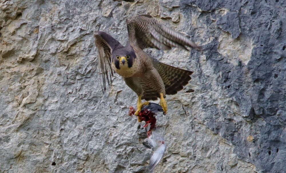 Wanderfalke mit Beute beim Abflug vom Horst (Bild: Edmund Abel)