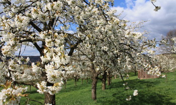 Beliebtes Fotomotiv: Die Kirschblüte in der Fränkischen Schweiz.