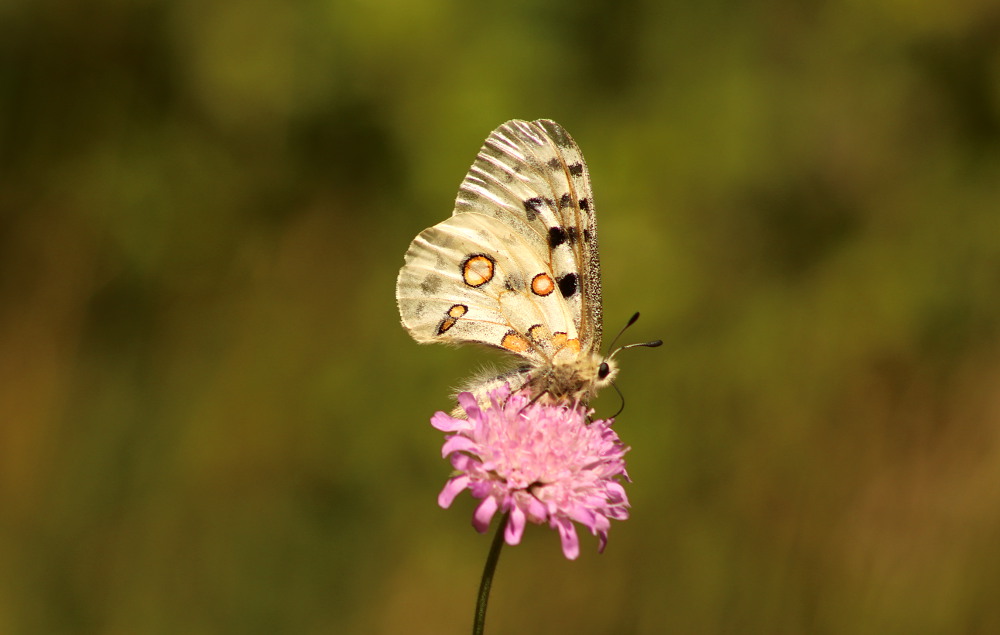 Apollofalter im Kleinziegenfelder Tal