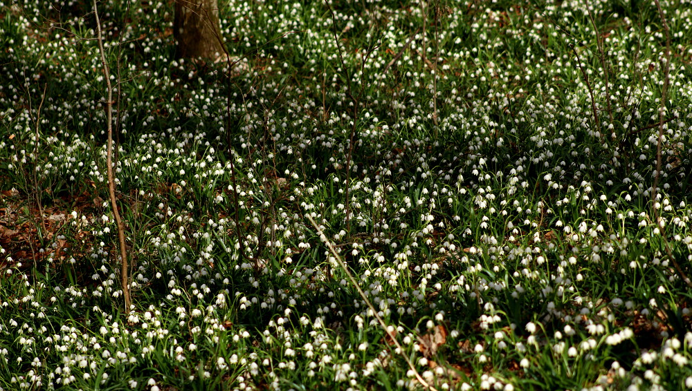 Märzenbecher bei Drosendorf