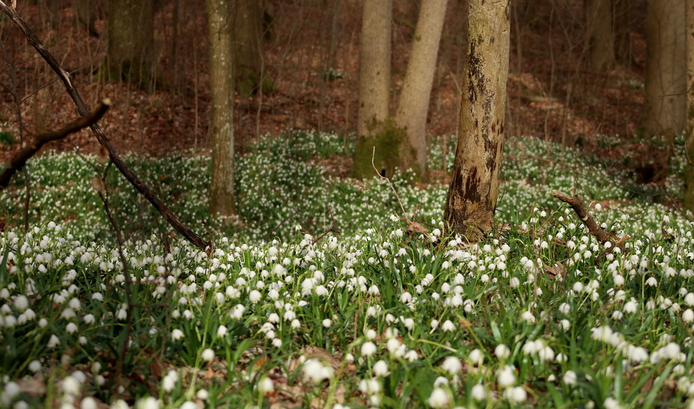 Der Märzenbecherwald bei Algersdorf
