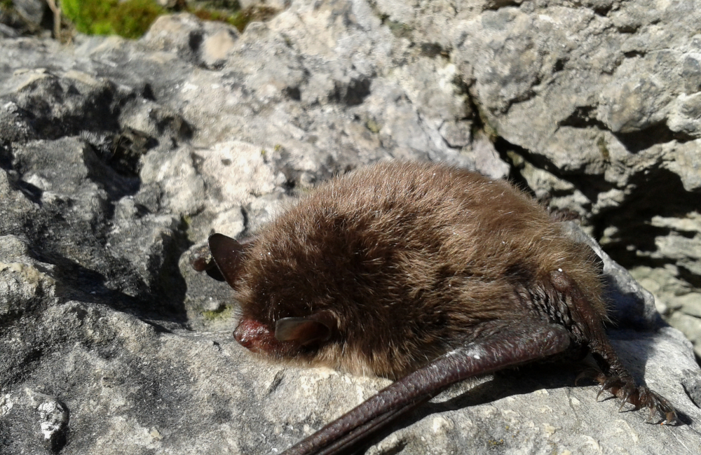 Eine Fledermaus an einem Frankenjura-Fels (Bild: M. Renner)