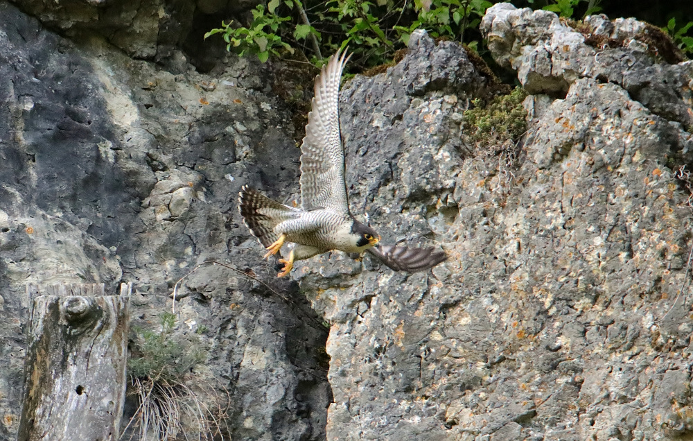 Ein ausgewachsener Wanderfalke hebt ab (Bild : Gudrun Abel)