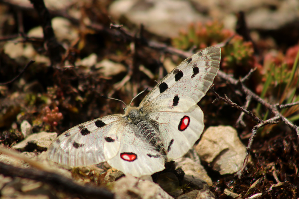 Der Apollofalter in seiner ganzen Pracht (Bild: Frankenjura.com)