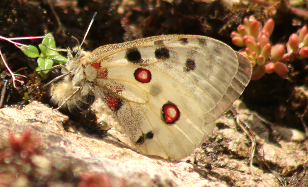 Ein weiblicher Apollofalter bei der Eiablage (Bild: Frankenjura.com)