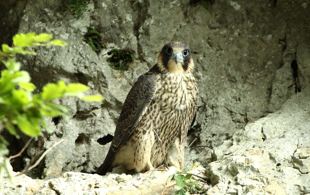 Majestätischer Anblick: Ein Wanderfalke bewacht seinen Horst im Frankenjura (Bild: Alexander Brehm)