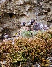 Der Wanderfalkennachwuchs am Geckofels im Fr&uuml;hjahr 2005 (Bild: Edmund Abel)