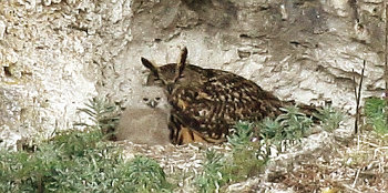 Uhubrut im Wiesenttal (Bild: Alexander Brehm)