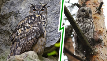 Uhu (links; Bild: Marcus Bosch) und Waldkauz (rechts; Bild: Alexander Brehm) im Vergleich