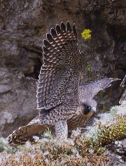 Wanderfalkenjungen des letzten Jahres am Gekofels (Bild: Edmund Abel)