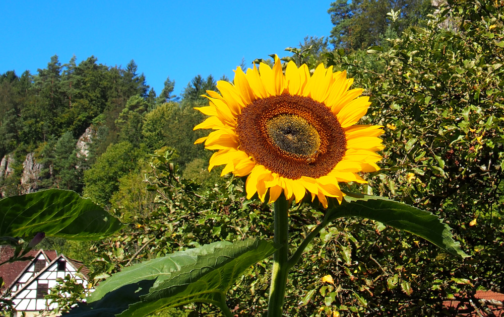 Ferienwohnung Sonnenblume in Lungsdorf